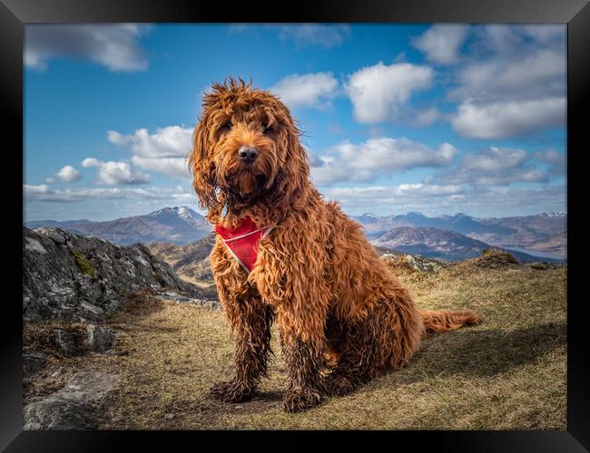 Cockapoo on a mountain Framed Print by George Robertson