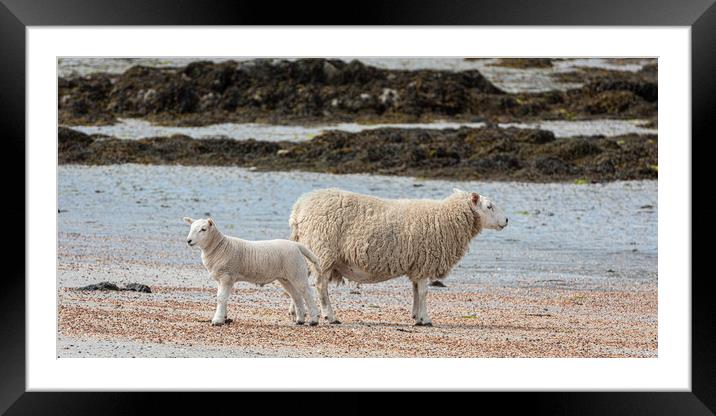 Sheep on the Beach Framed Mounted Print by George Robertson