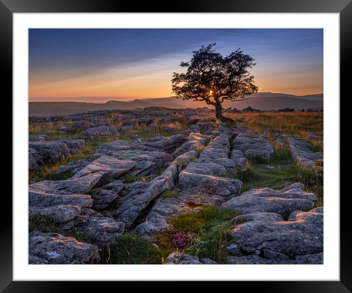 Sunset on a lone tree  Framed Mounted Print by George Robertson