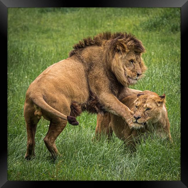 Two lions playing Framed Print by George Robertson