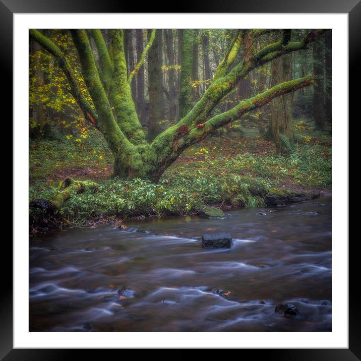 Misty morning in the woods Framed Mounted Print by George Robertson