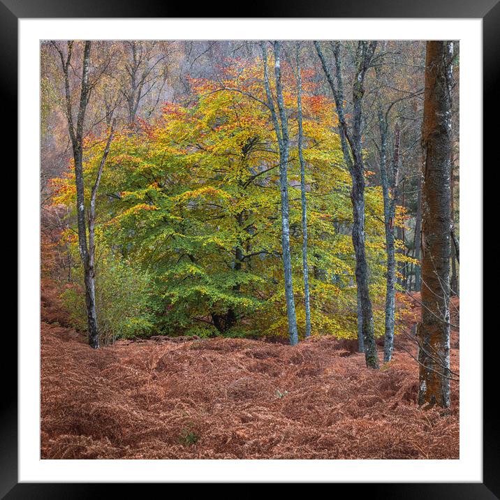Colours in the woods of Perthshire Framed Mounted Print by George Robertson