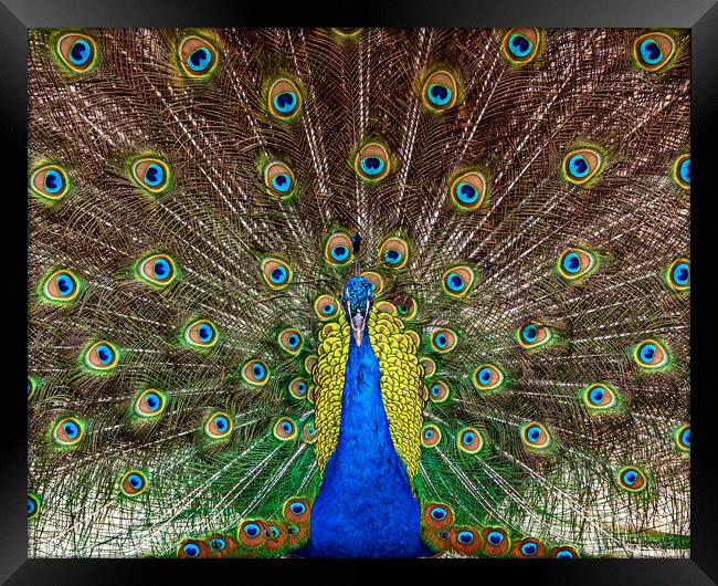 Indian Peacock, Pavo cristatus, displaying its col Framed Print by George Robertson