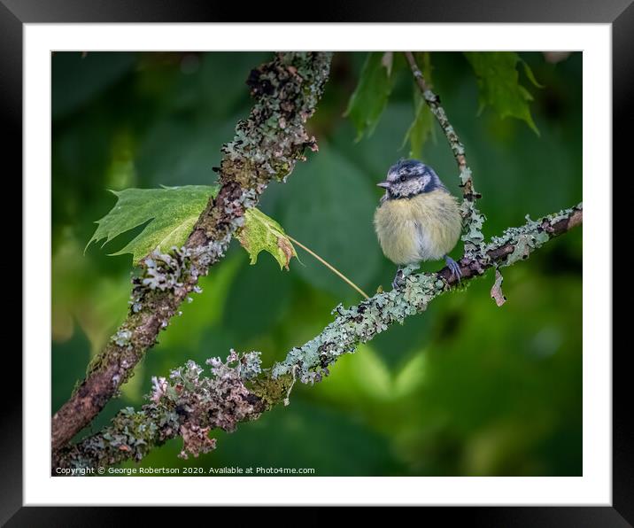A Eurasian blue tit (Cyanistes caeruleus)sitting on branch Framed Mounted Print by George Robertson