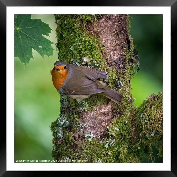 Robin perched on a branch Framed Mounted Print by George Robertson