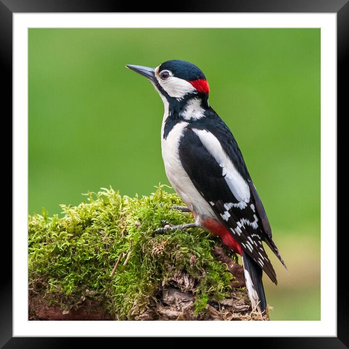 Male Great Spotted Woodpecker (Dendrocopos major) Framed Mounted Print by George Robertson