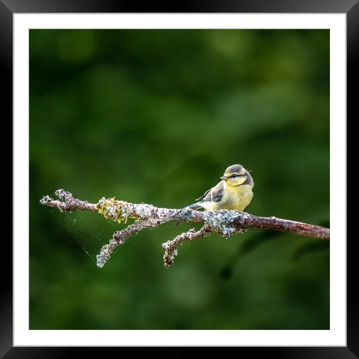 A Eurasian blue tit (Cyanistes caeruleus)sitting on branch Framed Mounted Print by George Robertson