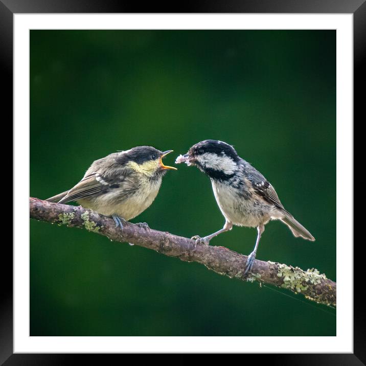 Great Tits feeding on a branch Framed Mounted Print by George Robertson