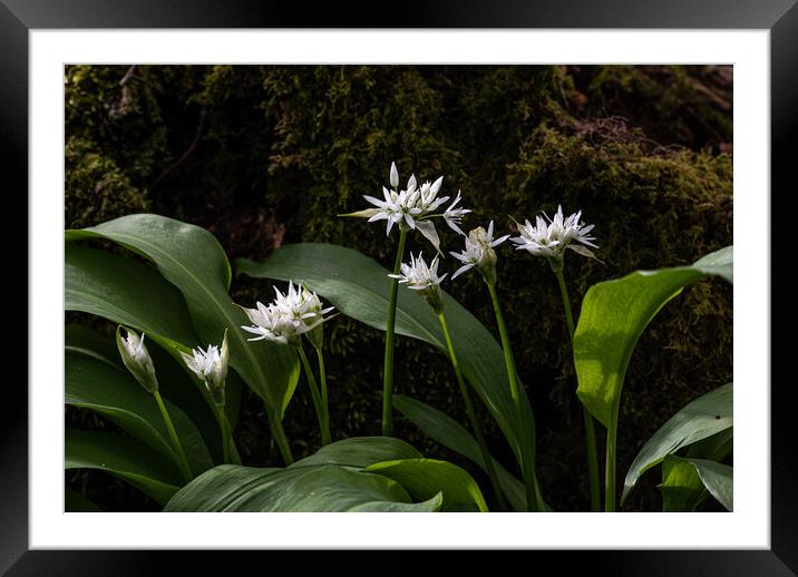 Wild Garlic Flowers In The Forest Framed Mounted Print by George Robertson