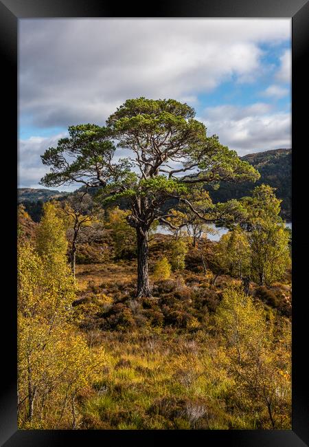 Old Scots Pine in Glen Affric Framed Print by George Robertson