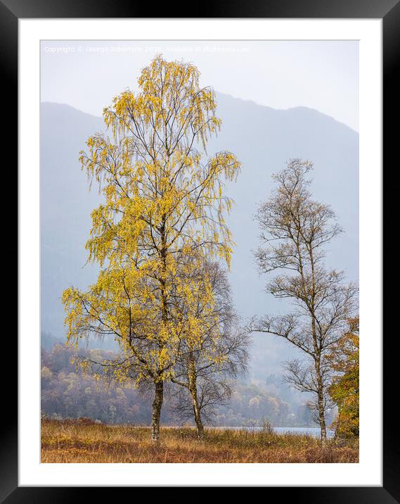 A lone tree in autumn colours Framed Mounted Print by George Robertson