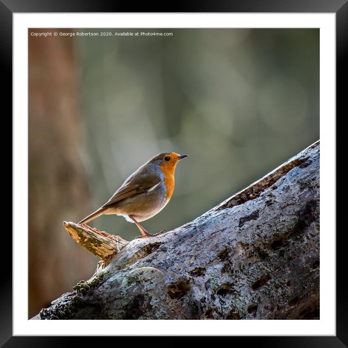 A Robin standing on a fallen tree trunk Framed Mounted Print by George Robertson