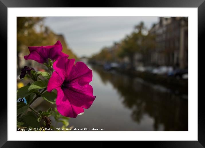 A flower on the Amsterdam Canal  Framed Mounted Print by Luke Dufton