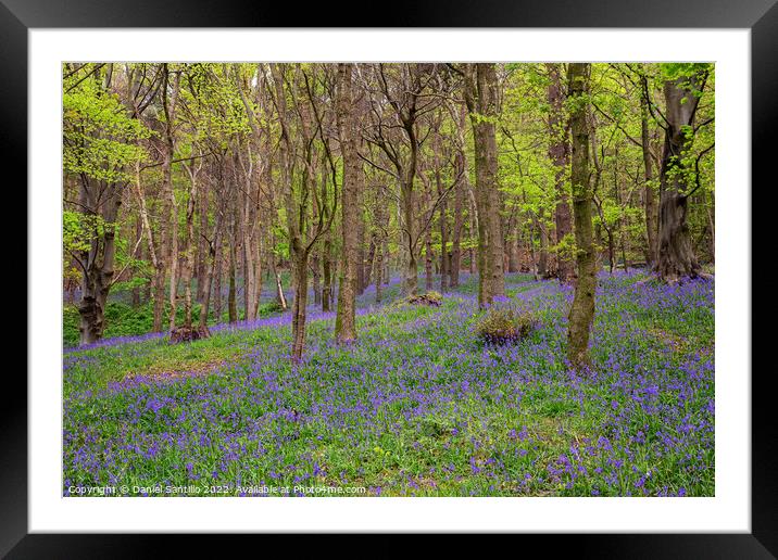 Margam Forest Bluebells Framed Mounted Print by Dan Santillo