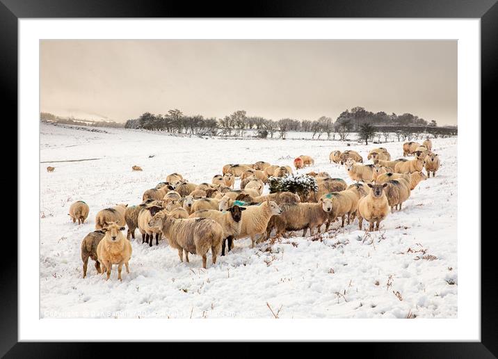 Cold Snowy Sheep Framed Mounted Print by Dan Santillo