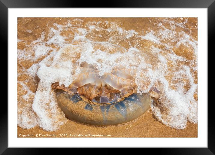 Barrel Jellyfish on Barafundle Bay, Pembrokeshire Framed Mounted Print by Dan Santillo