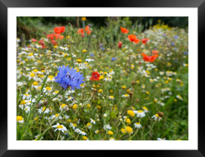Cornflower and Friends Framed Mounted Print by Jon Rendle