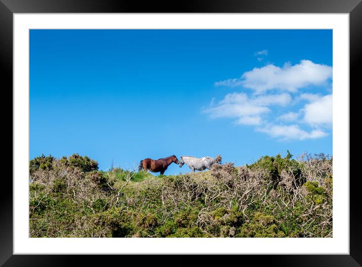 Pony Friends Framed Mounted Print by Jon Rendle