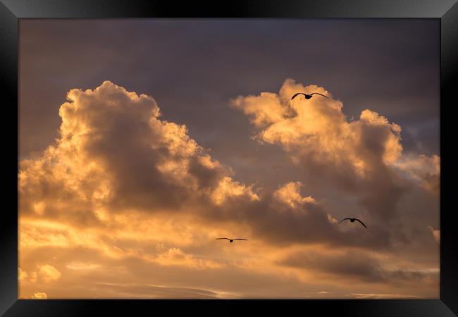 Three Gulls at Sunset Framed Print by Jon Rendle