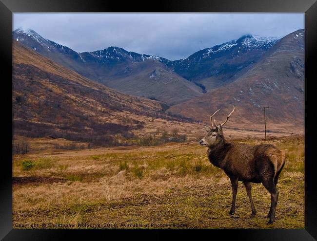 Scottish stag of Glen Etive Framed Print by Christopher Woloszyk