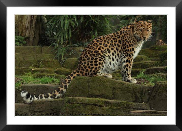 Amur Leopard Framed Mounted Print by GLW & EJ Photography