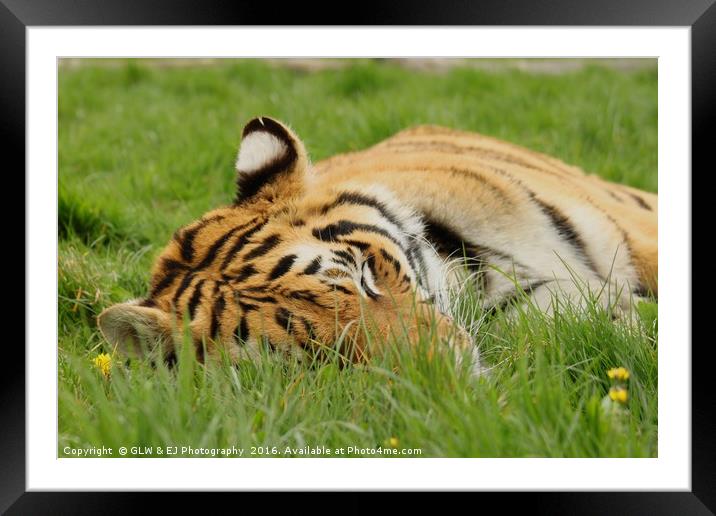 Sleeping Tiger Framed Mounted Print by GLW & EJ Photography