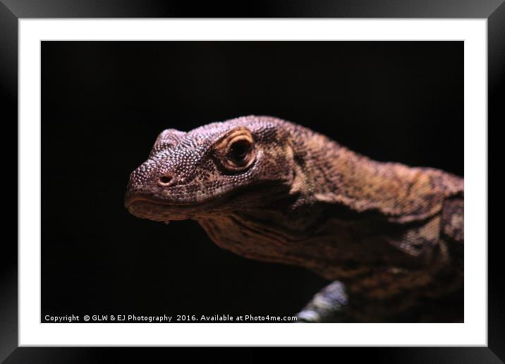 Juvenile Komodo Dragon Framed Mounted Print by GLW & EJ Photography