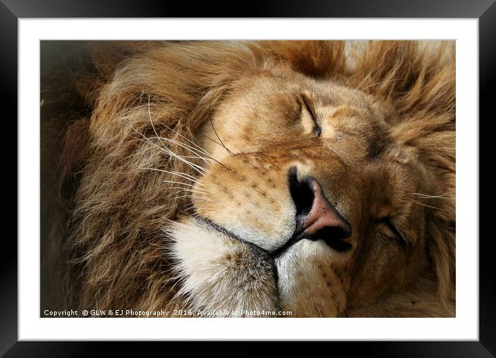 Sleeping Lion Framed Mounted Print by GLW & EJ Photography