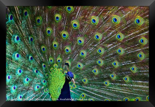 Peacock Framed Print by GLW & EJ Photography