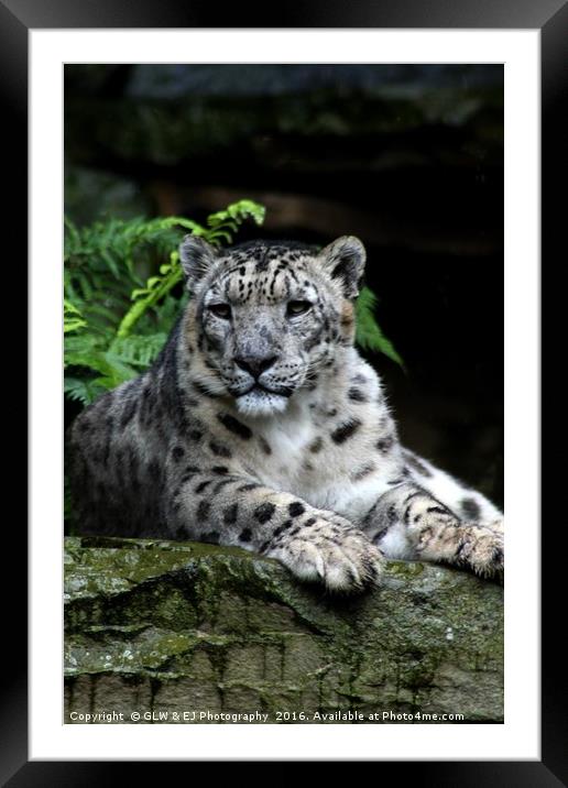 Snow Leopard Framed Mounted Print by GLW & EJ Photography