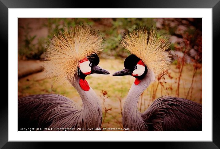 Cranes In Love Framed Mounted Print by GLW & EJ Photography