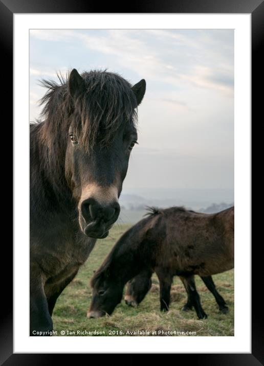 EXMOOR STARE Framed Mounted Print by Ian Richardson