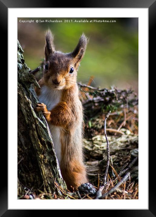 Squirrel Peep Framed Mounted Print by Ian Richardson