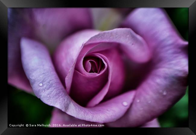 Purpleiscious Rose Framed Print by Sara Melhuish