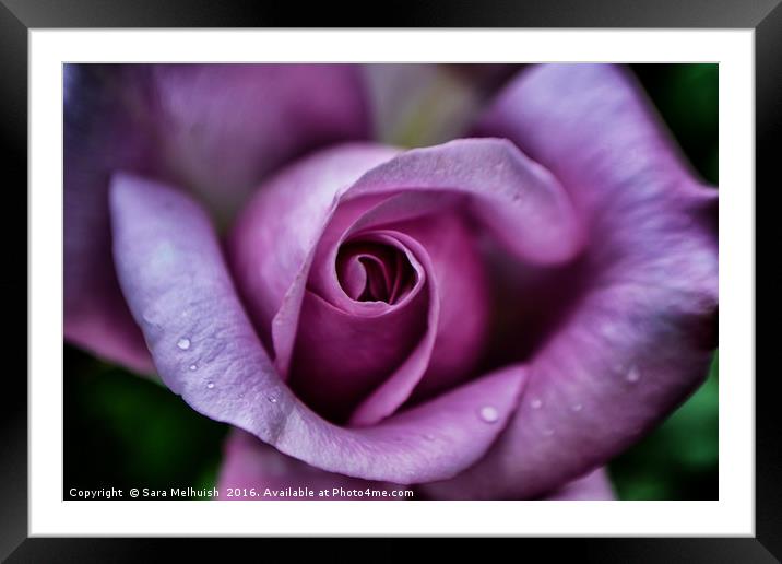Purpleiscious Rose Framed Mounted Print by Sara Melhuish