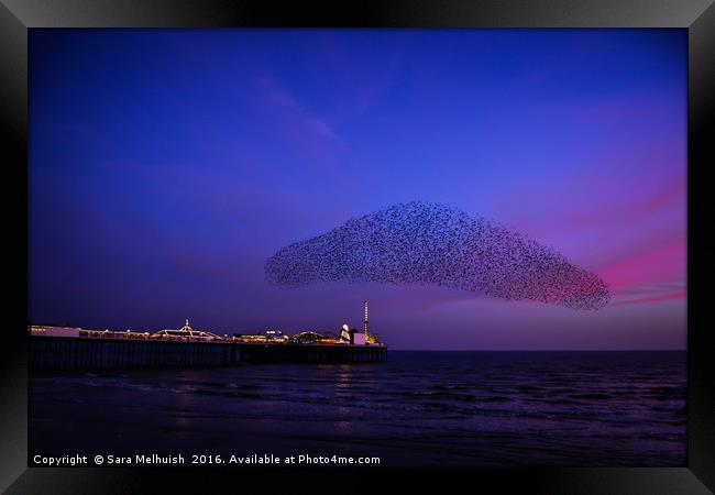 Starling cloud Framed Print by Sara Melhuish