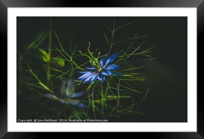 Blue is the magic colour Framed Mounted Print by Sara Melhuish