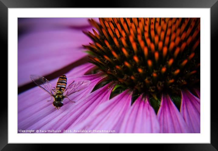 Is it a bee or a fly Framed Mounted Print by Sara Melhuish