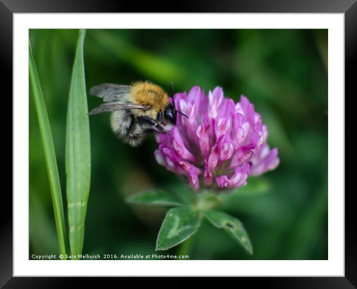 Bee and Clover Framed Mounted Print by Sara Melhuish