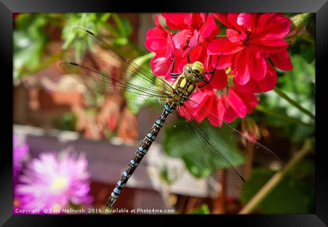 The dragonfly & geranium Framed Print by Sara Melhuish