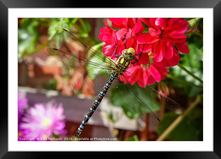 The dragonfly & geranium Framed Mounted Print by Sara Melhuish