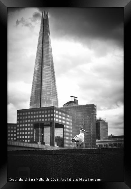 Seagull & The Shard Framed Print by Sara Melhuish