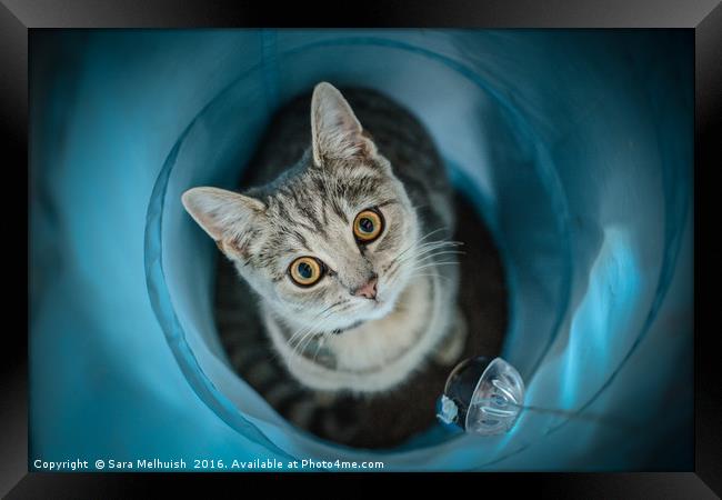 Russian blue kitty cat Framed Print by Sara Melhuish