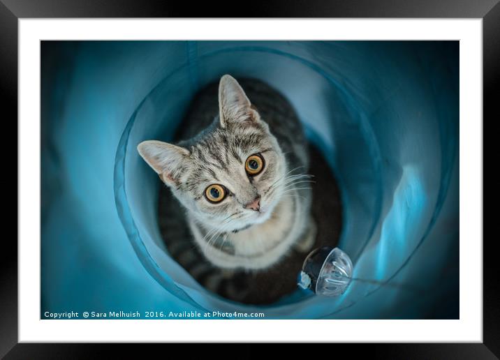 Russian blue kitty cat Framed Mounted Print by Sara Melhuish
