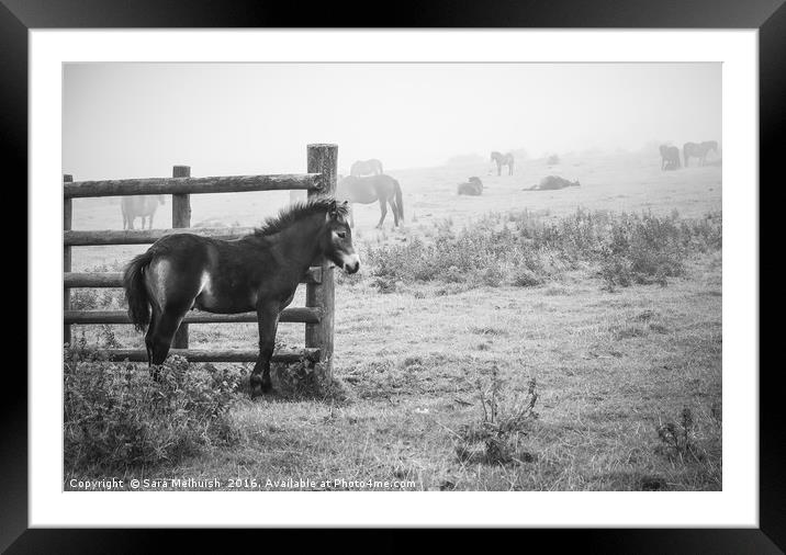 Exmoor ponies in the fog Framed Mounted Print by Sara Melhuish
