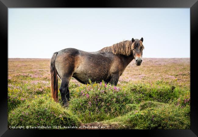 Pony on Exmoor Framed Print by Sara Melhuish