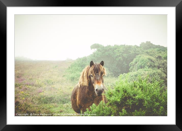 Hiding from the fog Framed Mounted Print by Sara Melhuish