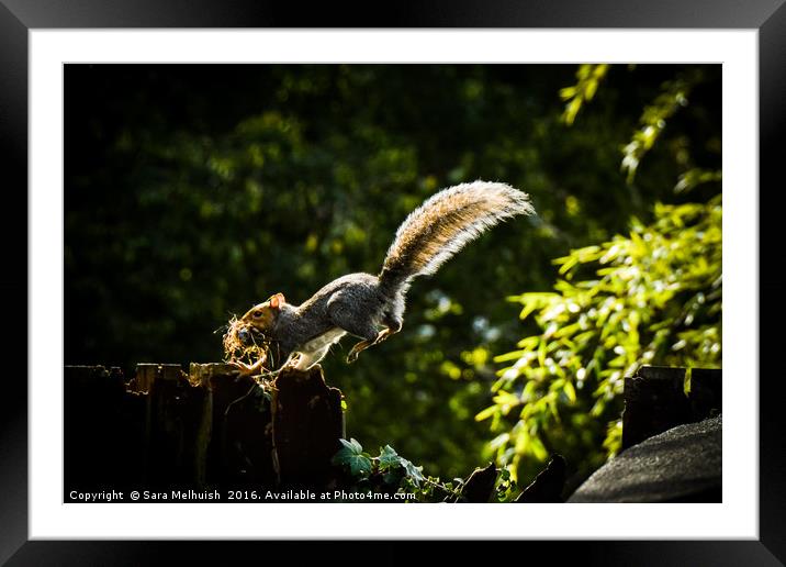 Nesting squirrel  Framed Mounted Print by Sara Melhuish