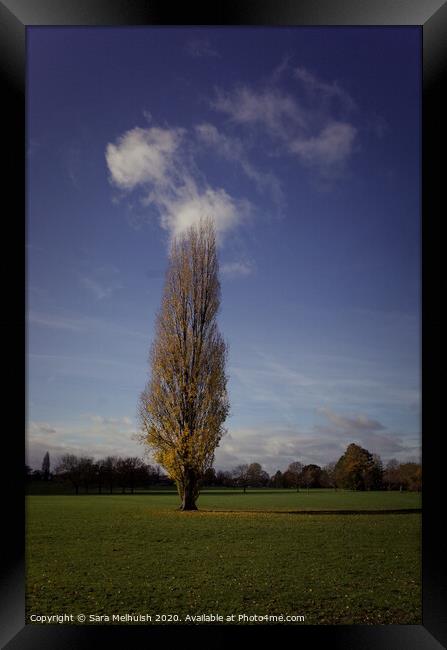 A large green field with tall tree in foreground Framed Print by Sara Melhuish