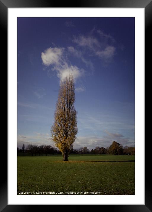 A large green field with tall tree in foreground Framed Mounted Print by Sara Melhuish